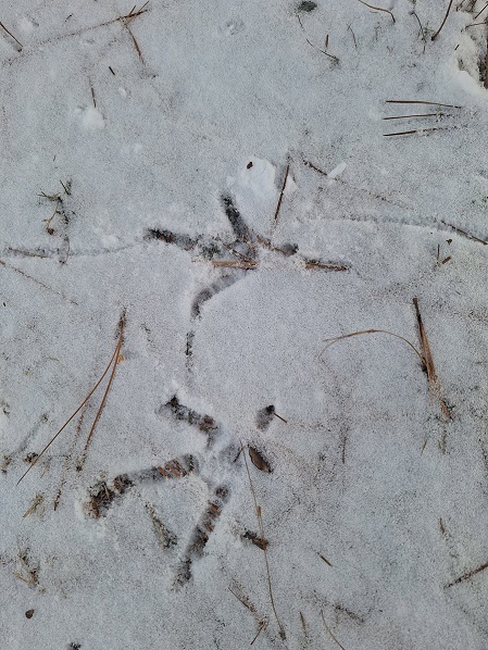 chicken tracks.jpg